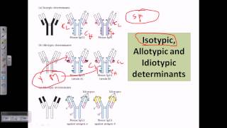 Isotype allotype and idiotype [upl. by Assirol14]