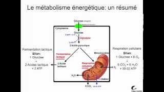 Métabolisme énergétique [upl. by Airitac208]