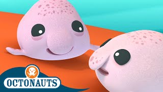 Octonauts  Blobfish Brothers and The Beluga Whales  Cartoons for Kids  Underwater Sea Education [upl. by Schear]