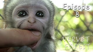 Baby Monkey Documentary HD  Vervet Monkey Foundation  Ep 8 [upl. by Wiburg97]