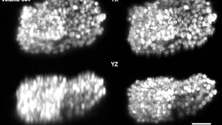 C Elegans Embryo Development [upl. by Lietman]