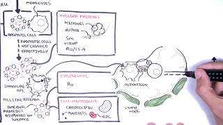 Systemic Lupus Erythematosus SLE  signs and symptoms pathophysiology investigations treatment [upl. by Camroc802]