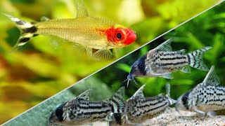 Top 5 Schooling Fish to Help Shy or Aggressive Fish [upl. by Sirenay]