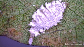 Green lacewing larva eating mealybug [upl. by Bronk587]