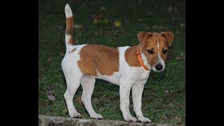 Jack Russell Terrier [upl. by Adnoma134]