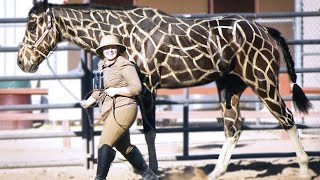 15 Most Incredible Horse Breeds In The World [upl. by Firestone]