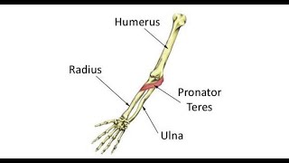 Two Minutes Of Anatomy Pronator Teres [upl. by Koblas]