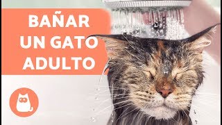 ¿Cómo bañar un gato adulto por primera vez [upl. by Analos391]