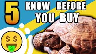 5 Things To Know BEFORE Getting A Russian Tortoise [upl. by Tuckie]