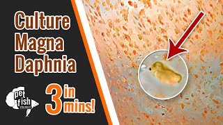 How to culture DAPHNIA MAGNA  The easy way [upl. by Womack]