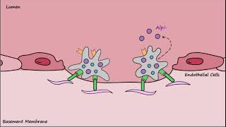 Platelet Plug Formation  Mechanisms [upl. by Damha]