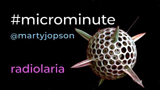 microminute 30 diatoms amp radiolaria [upl. by Alleris]