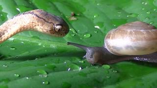 Keeled Slug Snake eats snail [upl. by Aleemaj723]