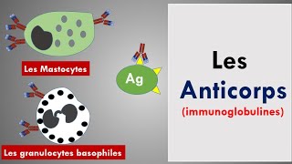 Les Anticorps  Les Immunoglobulines [upl. by Anayrb]