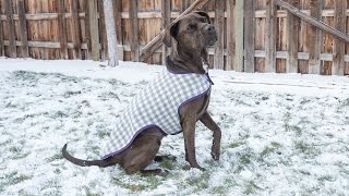 How to Sew a Dog Coat  Pattern and Assembly [upl. by Nitza]