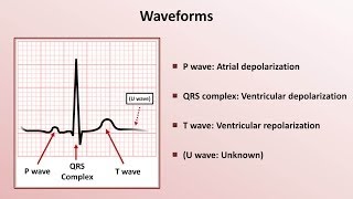 Intro to EKG Interpretation  Waveforms Segments and Intervals [upl. by Atteloc]