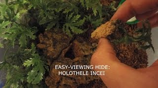 EasyViewing Hide DIY  Holothele Incei [upl. by Swetlana341]