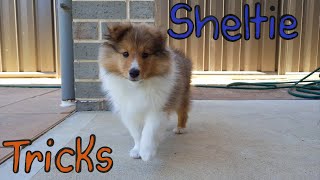 Sheltie learning tricks Compilation [upl. by Fianna]