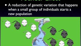 Genetic Drift  Sewall Wright Effect [upl. by Eugnimod]