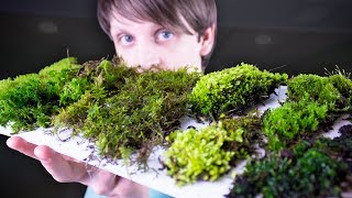 Collecting amp Identifying Moss [upl. by Gaddi440]