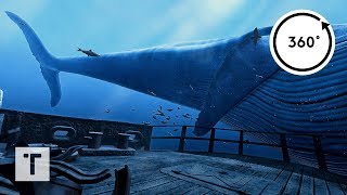 the Blu Whale Encounter  3D 360 VR [upl. by Henderson]