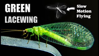 Spending The Evening With A Green Lacewing [upl. by Leland]