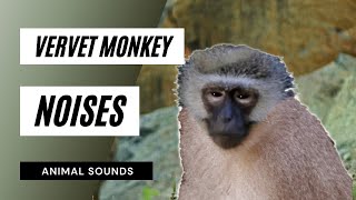 The Animal Sounds Vervet Monkey Sounds  Sound Effect  Animation [upl. by Ozkum]