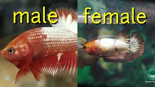 4 How To Distinguish Between Male and Female Betta Fish  VERY EASY [upl. by Nevins]