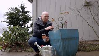 Watering and Fertilizing Roses In Containers [upl. by Slotnick970]