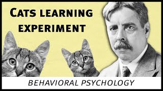 Edward Thorndike cats experiment behavioral psychology [upl. by Morra]