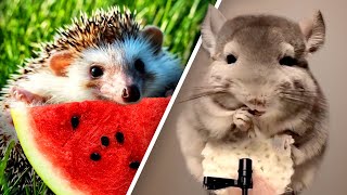 Too Cute Baby Animals Eating Food ASMR  Nom Nom 🍔🍉 [upl. by Yalcrab507]