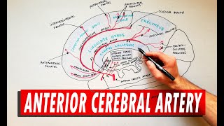 Anterior Cerebral Artery  Anatomy Tutorial [upl. by Lebiram]