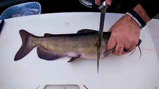 How to Fillet Clean a Catfish [upl. by Roseanna]