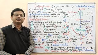 Diabetes Mellitus Part10 Mechanism of Action of Sulfonylurease  Antidiabetic Drugs  Diabetes [upl. by Aronek452]