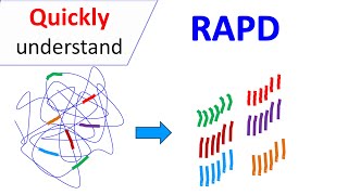 RAPD  Random Amplification of Polymorphic DNA [upl. by Copeland495]