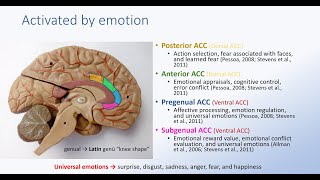 Anterior Cingulate Cortex and Emotion [upl. by Geanine]