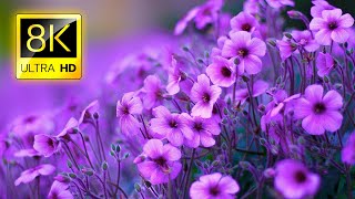 The Most Beautiful Flowers Collection 8K ULTRA HD  8K TV [upl. by Atinal]