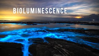 Incredible Bioluminescence in Australia [upl. by Frantz]