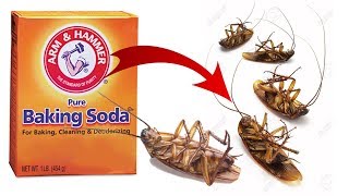 DIY Natural Cockroach Killer using Baking Soda [upl. by Iveksarap]