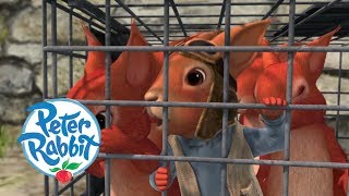 Peter Rabbit  The Great Squirrel Rescue Mission  Cartoons for Kids [upl. by Ylatfen]