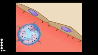 The Basic Inflammatory Response [upl. by Hobart]