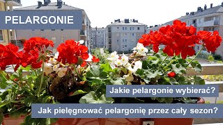 Pelargonie  Jak uprawiać pelargonie przez cały sezon Kwiaty na balkon i taras [upl. by Elaval]