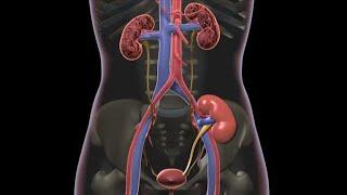 How do kidney stones form [upl. by Edgerton]