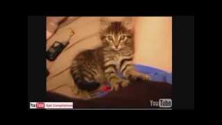 Grappige katten filmpjes 2014 compilatie [upl. by Bing858]