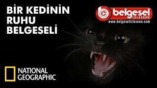 Bir Kedinin Ruhu Belgeseli  Türkçe Dublaj [upl. by Frolick721]