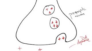 Antipsychotic Drug Mechanism [upl. by Stamata]