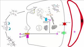 Thyroid Part 2  Thyroid Hormone Synthesis [upl. by Renaud]