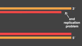 telomere replication [upl. by Aneehsram]