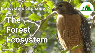 Ecosystems Episode 2 The Forest Ecosystem [upl. by Xed]