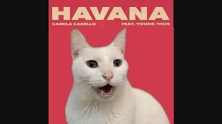 HAVANA  Camila Cabello by CATS  Despacito  Shape of you   More BEST Hits  Cat Parody [upl. by Pastelki]